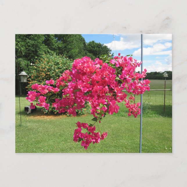 Cartão Postal Bougainvillea num cesto (Frente)