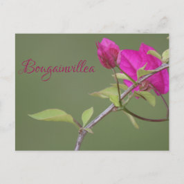 Cartão Postal Bougainvillea Pink Elegante Australiano