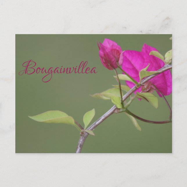 Cartão Postal Bougainvillea Pink Elegante Australiano (Frente)