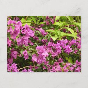 Cartão Postal Bougainvillea púrpura tropical Floral