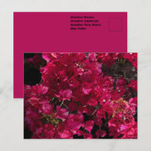 Bougainvillea Red Tropical Vining Shrub Foto