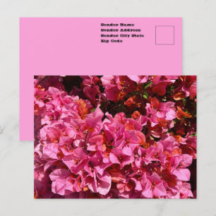 Cartão Postal Bougainvillea Rosa Arbusto Trepador Tropical Foto