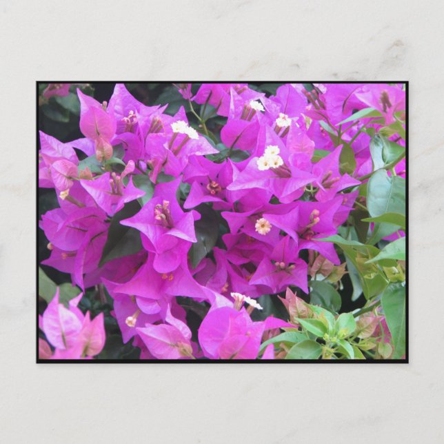 Cartão Postal Bougainvillea roxa (Frente)