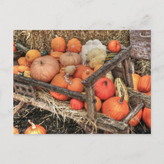 Cartão Postal Bounty Pumpkins