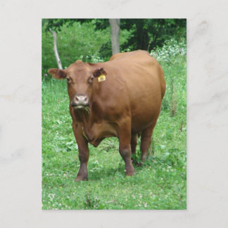 Cartão Postal Bovina Vermelha