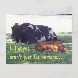 Cartão Postal Bovine Lullaby