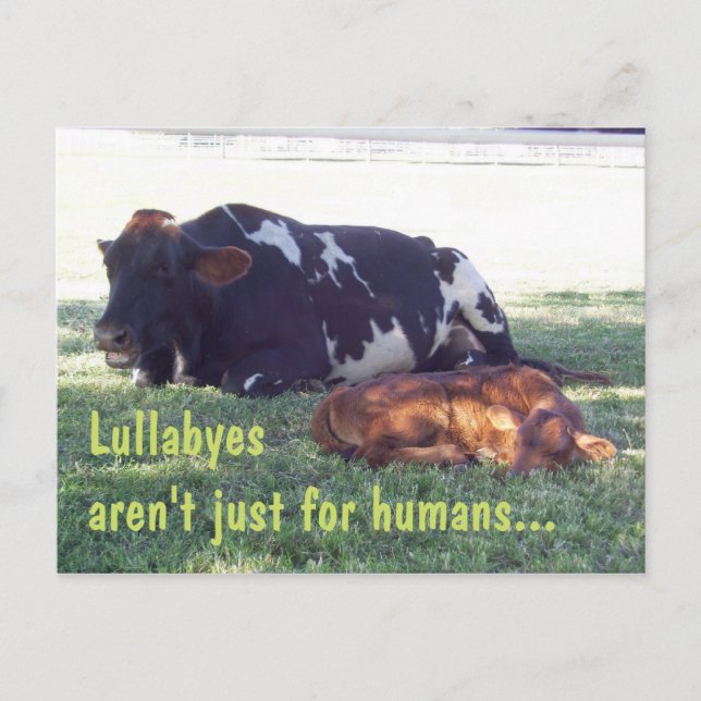 Cartão Postal Bovine Lullaby (Frente)