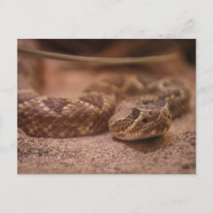 Cartão Postal Bovinos