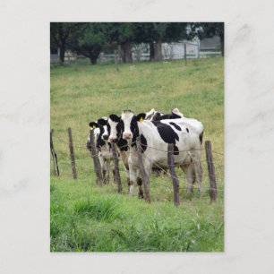 Cartão Postal Bovinos Leiteiros