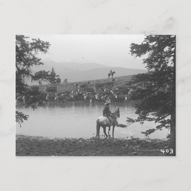 Cartão Postal Bovinos por um lago com dois cowboys. (Frente)