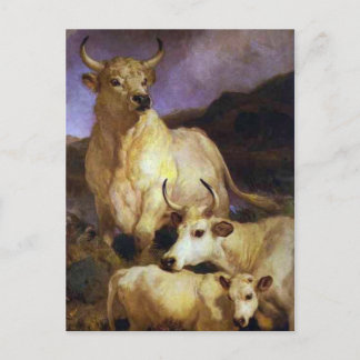 Cartão Postal Bovinos Selvagens de Chillingham por Edwin Henry L