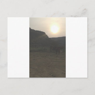 Cartão Postal Bovinos Sunset