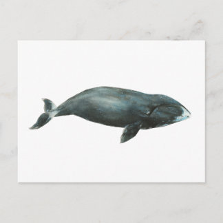 Cartão Postal Bowhead Whale Watercolor illustration