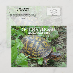 Cartão Postal Box Turtle Munching Plantain, Shenandoah NP