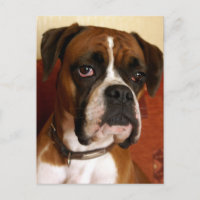 Boxer Dog