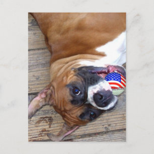 Cartão postal Boxer Dog