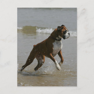 Cartão Postal Boxer Dog in Water