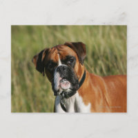 Boxer Dog Olhando para a câmera