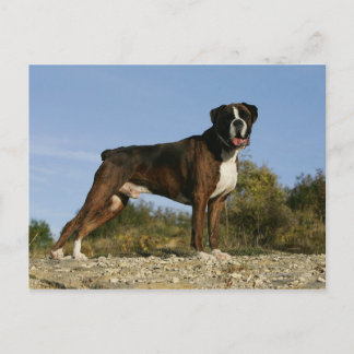 Cartão Postal Boxer Dog Show Stance
