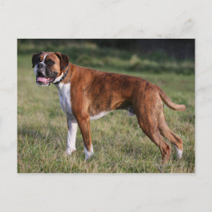 Cartão Postal Boxer Dog Stander