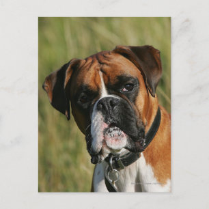 Cartão Postal Boxer Dog Staring at Camera