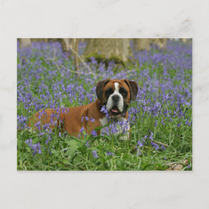 Cartão Postal Boxer Lay in Bluebells