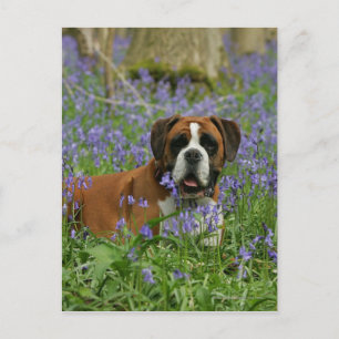 Cartão Postal Boxer Lay in Bluebells
