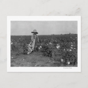 Cartão Postal Boy Picting Cotton Photoógrafo West, Texas