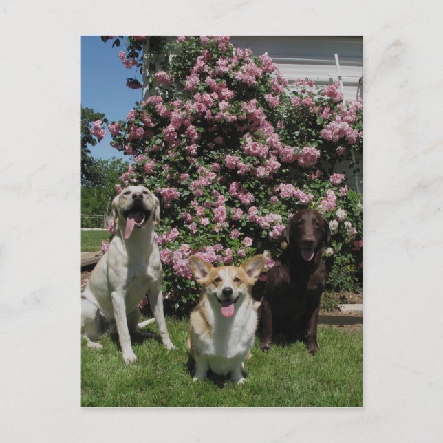 Cartão Postal Boys felizes (Frente)