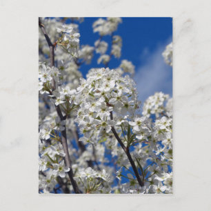 Cartão Postal Bradford Pear Blooms