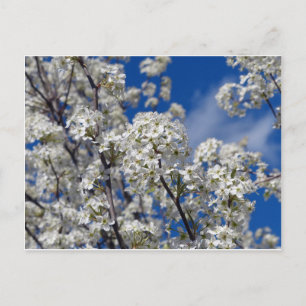 Cartão Postal Bradford Pear Blooms
