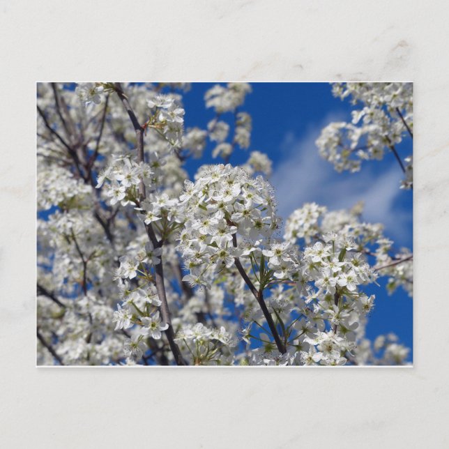 Cartão Postal Bradford Pear Blooms (Frente)