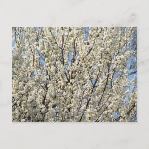 Cartão Postal Bradford Pear Tree Blooms