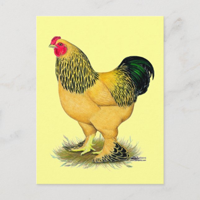 Cartão Postal Brahma:  Buff Rooster (Frente)
