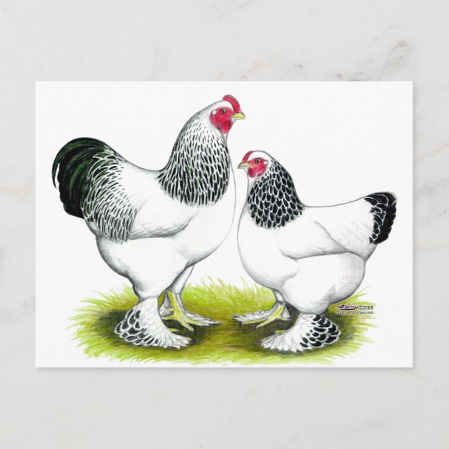 Cartão Postal Brahma: Luz (Frente)