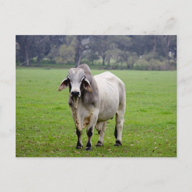 Cartão Postal Brahman (aka. Brahma) Bull no campo (Frente)