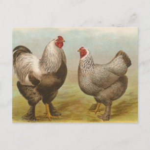 Cartão Postal Brahmas Escuro