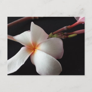 Cartão Postal brainfarte educado Plumeria