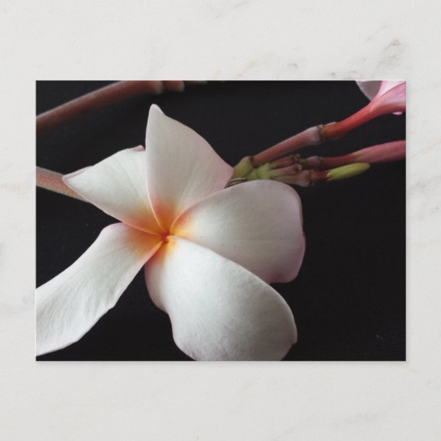 Cartão Postal brainfarte educado Plumeria (Frente)