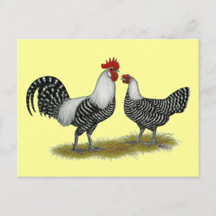 Cartão Postal Brakel Chickens