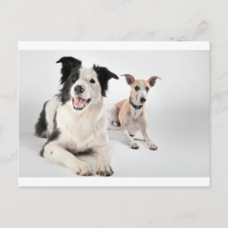 Cartão Postal Branca com collie de fronteira