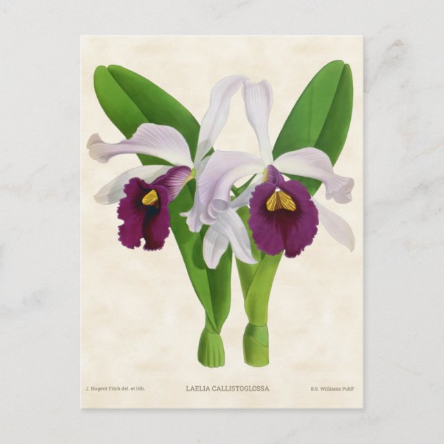 Cartão Postal Branca e Purple Laelia Orchid Botânica (Frente)