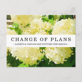 Cartão postal branco Annabelle Hydrangea