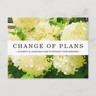 Cartão postal branco Annabelle Hydrangea