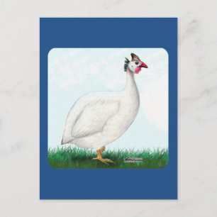 Cartão Postal Branco da Guiné