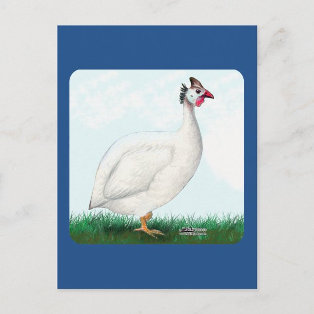 Cartão Postal Branco da Guiné (Frente)