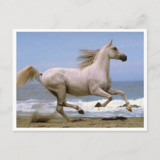 Cartão Postal branco de cavalo postal