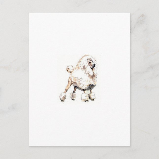 Cartão Postal Branco de Poodle Padrão (Frente)