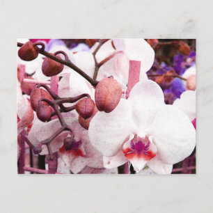 cartão postal branco orquídeo