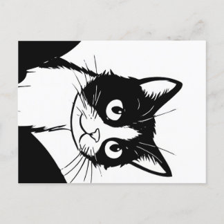 cartão postal branco preto de gato giro